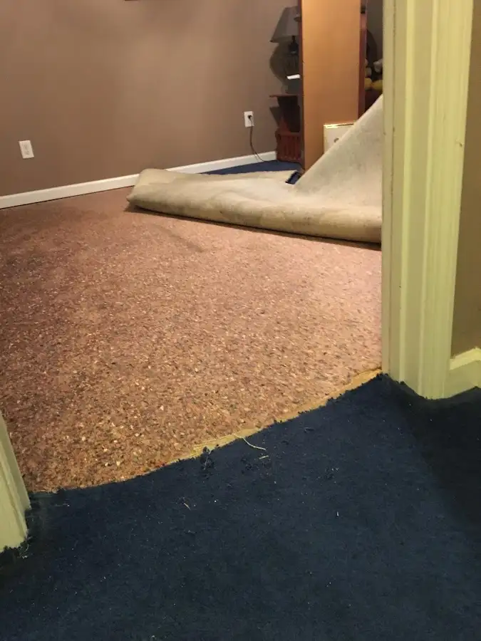 Carpet pad removal revealing water damage during Drying & Dehumidification in Wheat Ridge